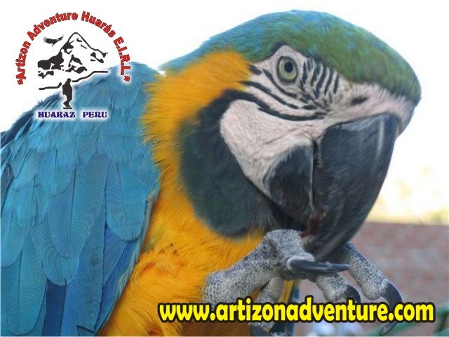 Amazonas Selva Iquitos - Loreto